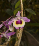 Dendrobium lituiflorum variety, Birma,Laos