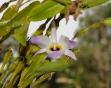 Dendrobium findlayanum oculatum