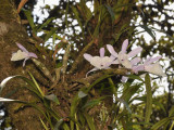 Dendrobium polyanthum, Laos