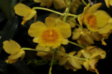 Dendrobium chrysotoxum