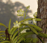 Vanda bensonii alba