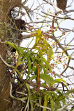 Vanda liouvillei