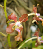 Vanda liouvillei