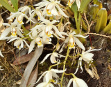 Pollinator C. lactea