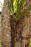 Cymbidium bicolor subsp. obtusum