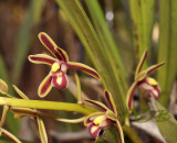 Cymbidium bicolor subsp. obtusum
