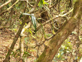 Monomeria barbata, dry season