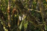 Holcoglossum subulifolium