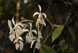 Holcoglossum subulifolium