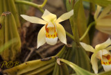 Coelogyne lactea var. flaccida, natural light
