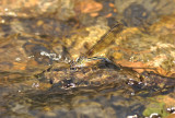Euphaea masoni ovipositing