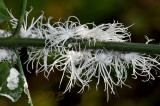 Walking flowers, Flatidea planthopper nymphs