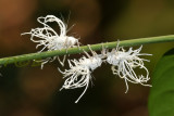 Walking flowers, Flatidea planthopper nymphs