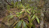 Pinalia amica, habitat Lithocarpus forest