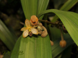 Callostylis rigida