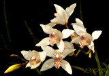 cymbidium insigne ssp. Seidenfadenii, blooming febr-mar. dry season