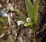 Eria truncata