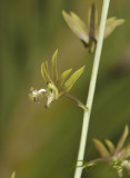 Eulophea andamanensis widely distributed over S. E. Asia