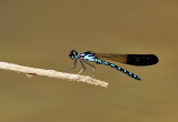 Heliocypha perforata limbata, male