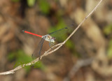 Lathrecista asiatica
