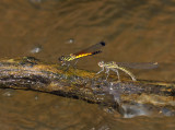 Libelago lineata, ovipositing
