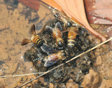 Wild bee drinking water