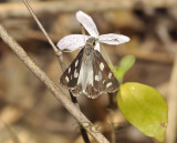 Skipper, Udaspes folus