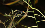 Pseudagrion rubriceps