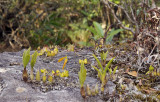 Orchids on sandstone