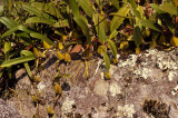 Sunipia on sandstone (38 celcius)