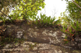 Orchid rock