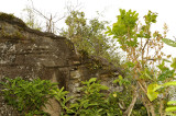 Orchid rock, north-east side