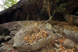 Orchidrock, shade 26 celcius but Dendr. pulchellum can also stand full sun and 40 celsius