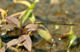 Copera chanthaburi, female