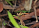 Neurothemis intermedia atalanta, male