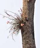 Dendrobium pulchellum , Thailand, 36 celcius 45 % humidity, 350 mtr.