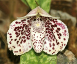 Paphiopedilum bellatulum