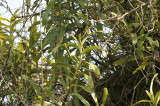 Staurochilus fasciatus buds on lime-stone cliff