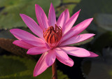 Nymphaea pubescens