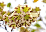 Tree, spotted blossem