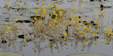 Utricularia spec.