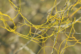Cuscata chinensis