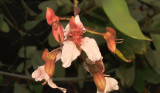 Bauhinia siamensis