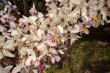 Bauhinia sp. previous picture