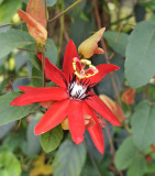 climbing plant, Passiflora vitifolia