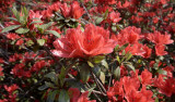 Rhododendron simsii