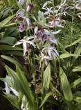 Phaius tankervillae
