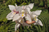Cymbidium insigne semi-alba