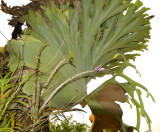 Dendrobium secundum in the shade of Platycerium bifurcatum