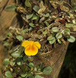 Dendrobium jenkensii, Laos